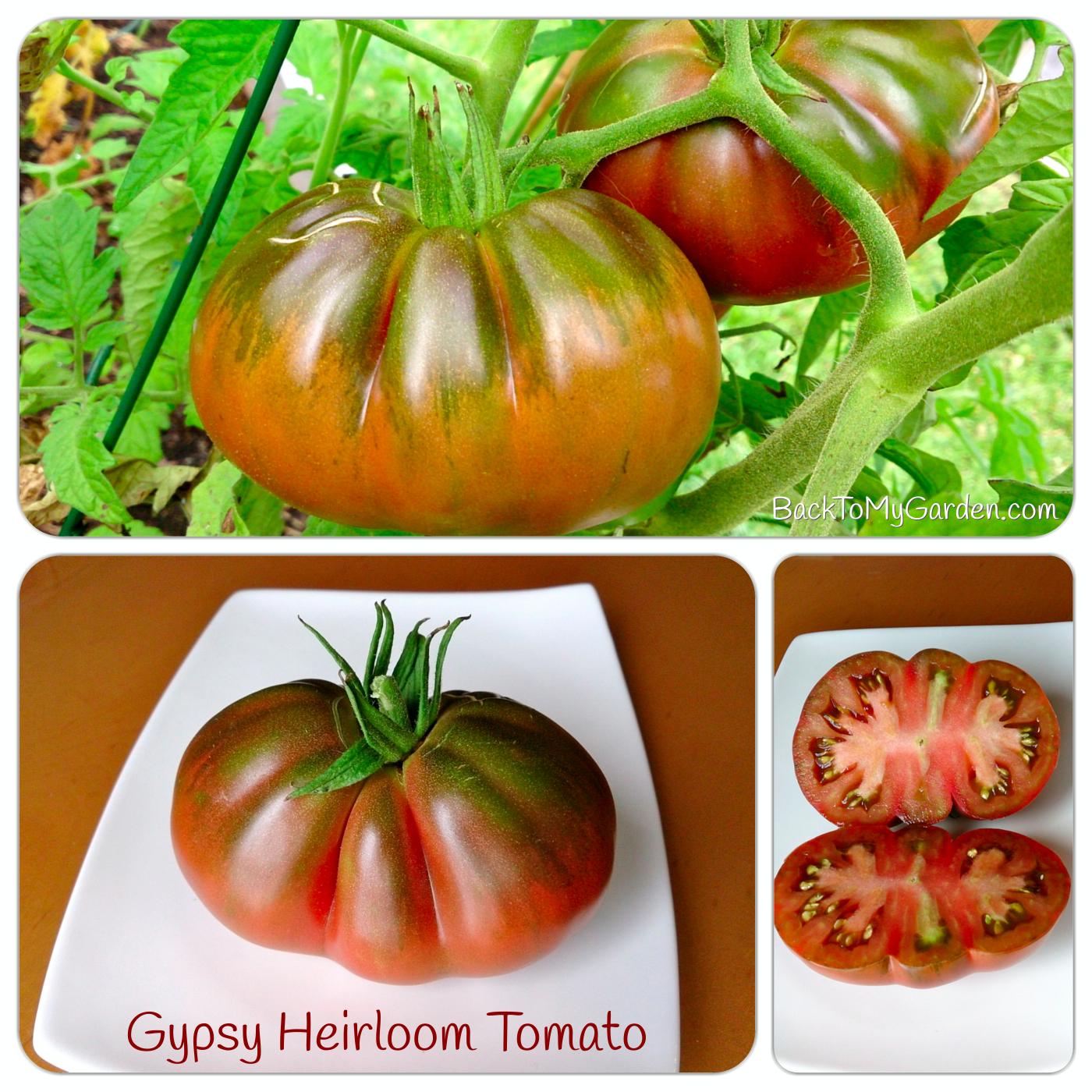 how-to-grow-heirloom-tomatoes-40-experts-share-their-top-tomato-tips